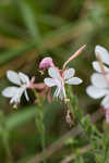 Biennial beeblossom